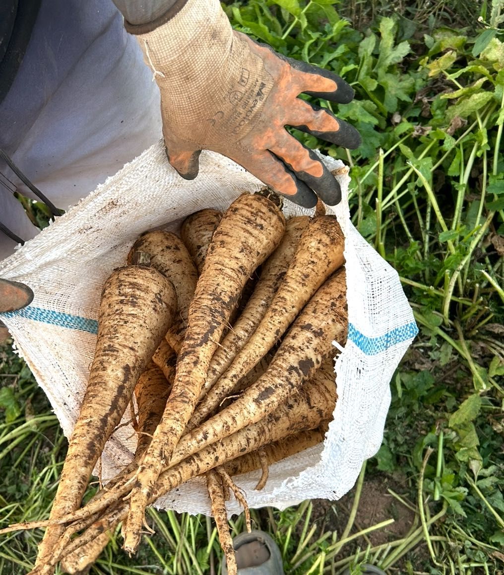 Păstârnac nespălat și spălat
