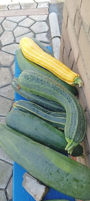 Продам кабачки домашние