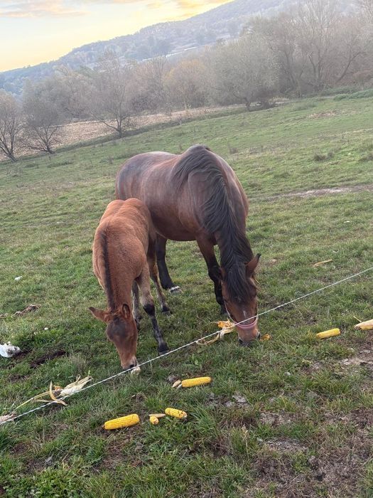 De vânzare iapa cu mânza