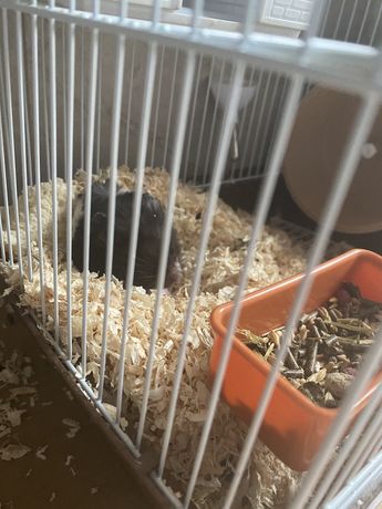 Hamster (animal de companie)