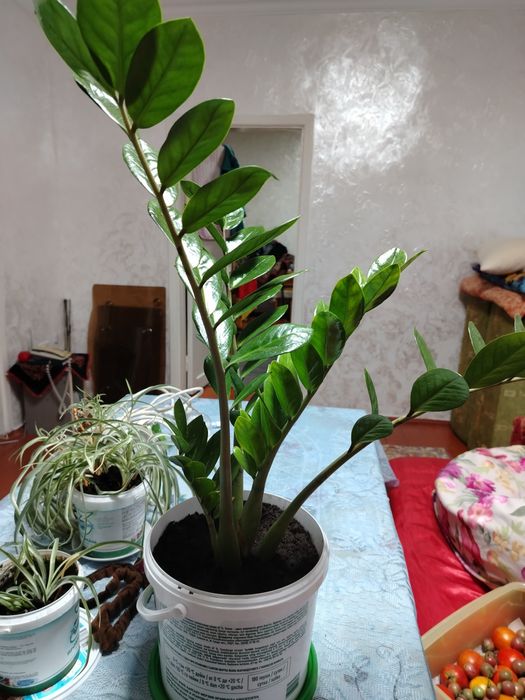 Долларовый цветок.