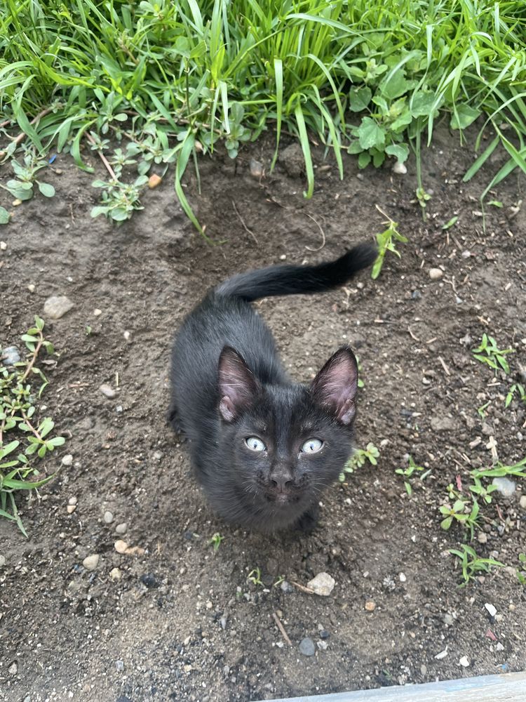 Отдам котяты бесплатно