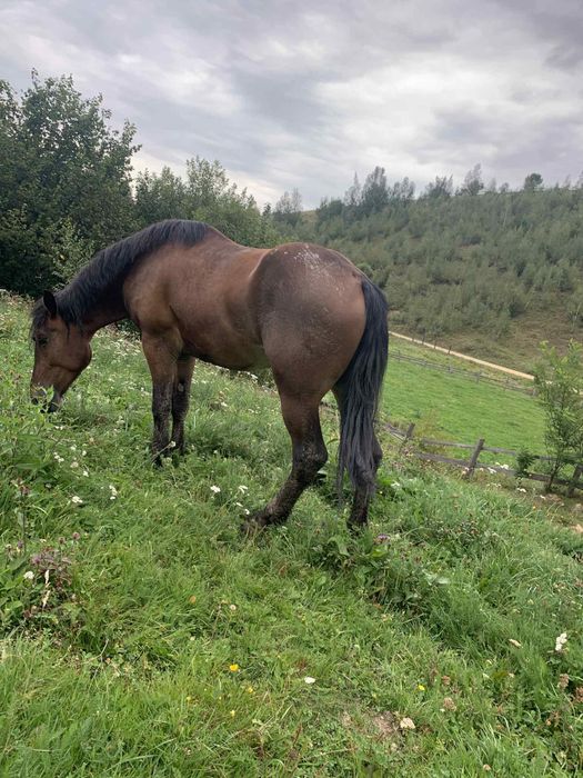 Vînd sau schimb cu auto cal de 4 ani merge bine la carut si blînd