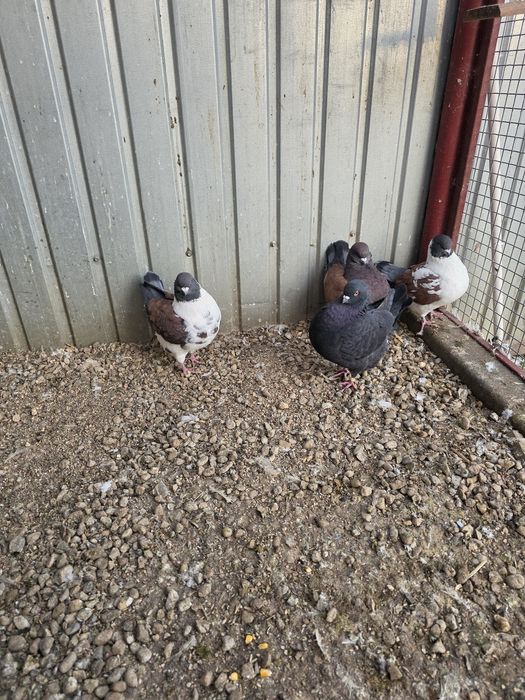 Porumbei modena 3 masculi + 1 femela