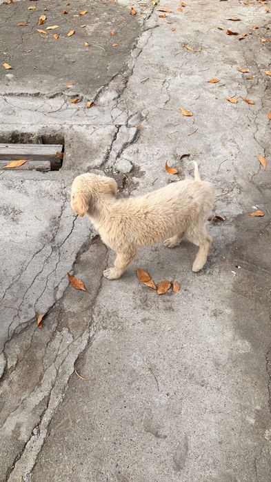 Отдам  в хорошие руки