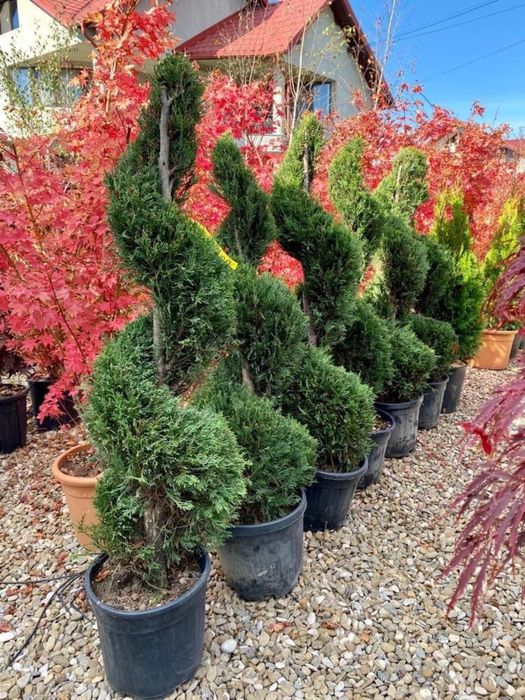 Plante ornamentale(decorative)
