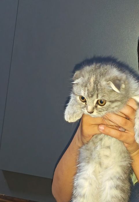 Скоттиш Фолд продаётся