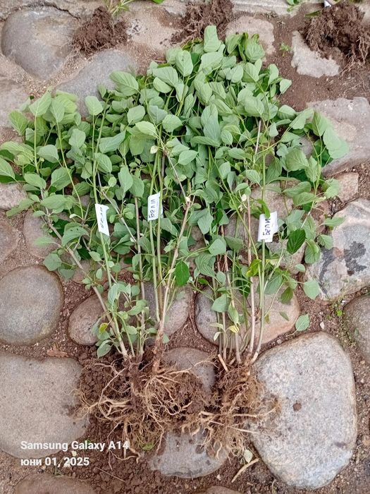 Хортензия  Розова