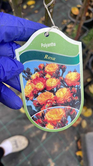 Trandafiri copac dif culori