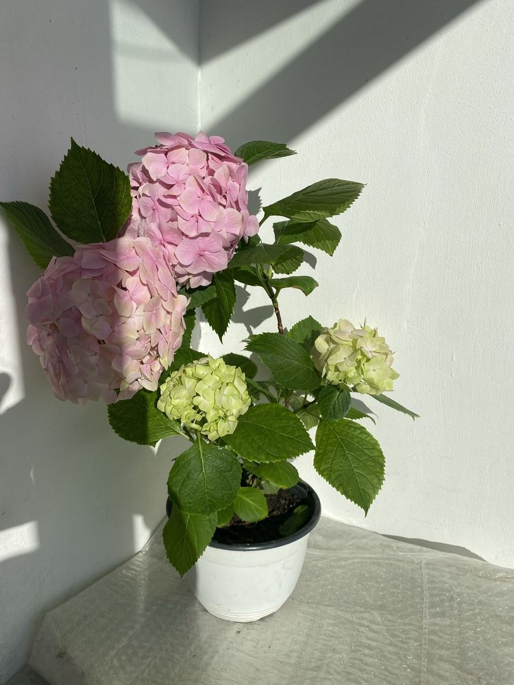 Hortensie -Hydrangea cu flori roz