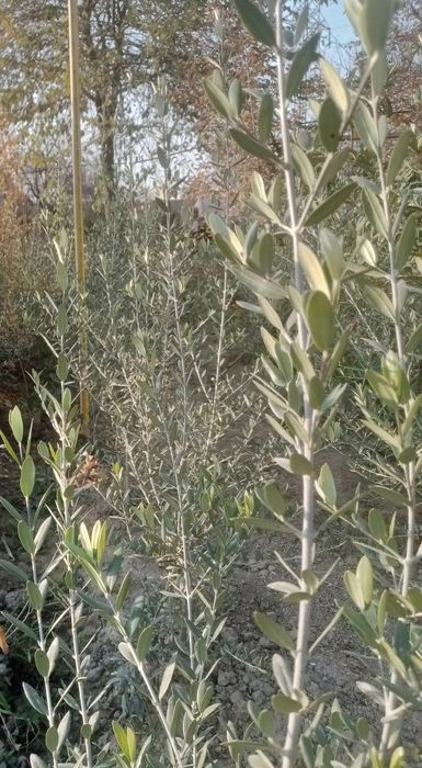 Серхосил Зайтун (оливка зима стойкий Германский селекции)