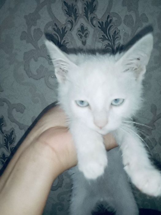 Ақ пышық сатылады