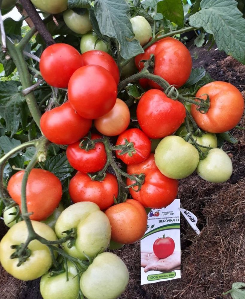 Рассада томатов, помидор , перцев и баклажан