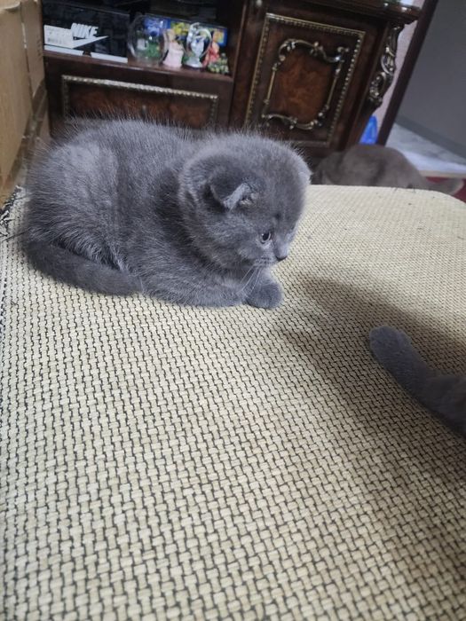 Продаются Шотландские чистокровные котята