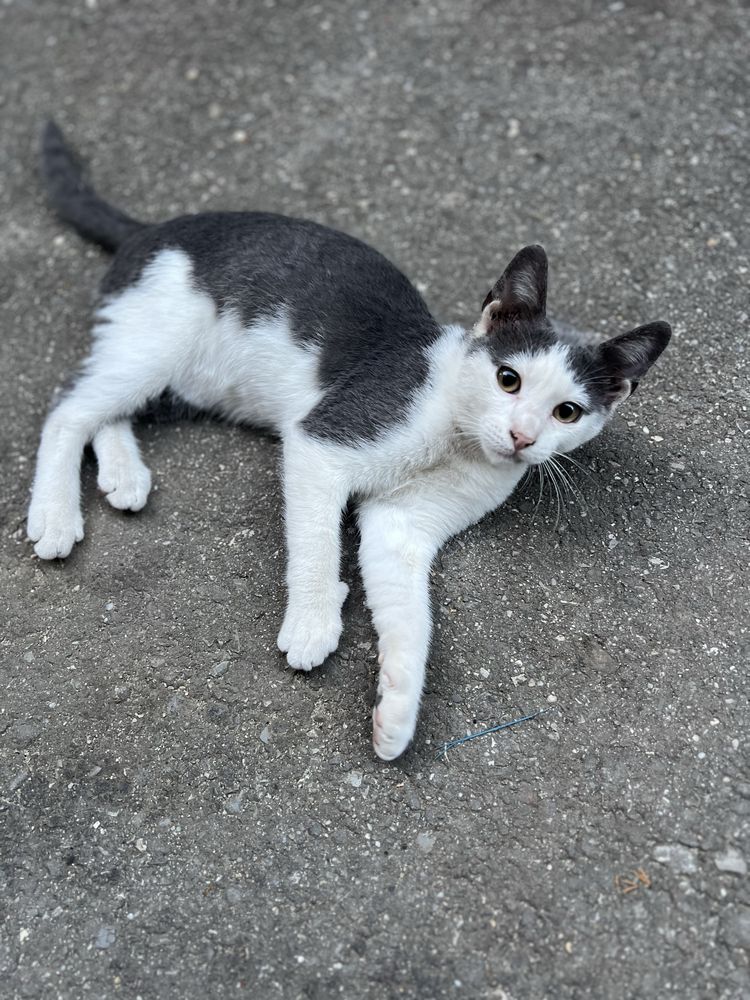 Adoptie pisicute   4luni