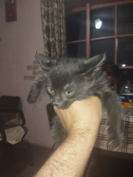 Котенок 1,5 месяца, ест все к лотку приучен.