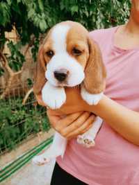 Mascul și femelă beagle tricolor