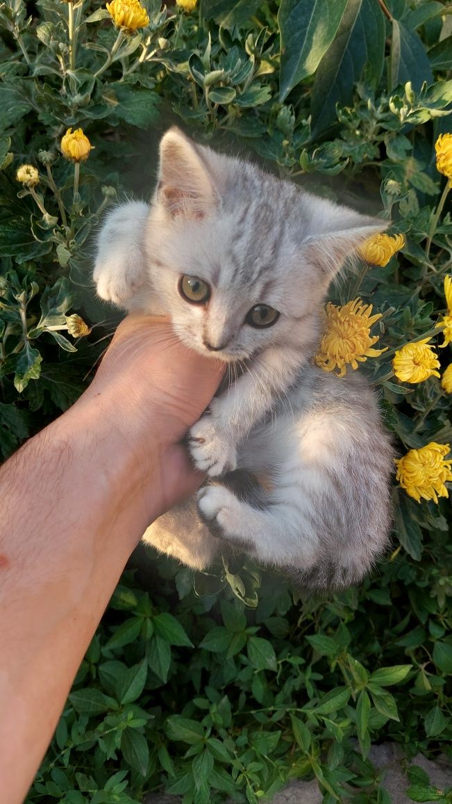 Скотиш фолд ва страйт