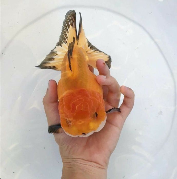 Золотые рыбки Жемчужены Оранда Телескоп Оранда Красная шапочка