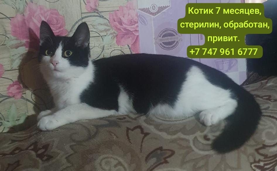 Отдам котёнка, кошечку в добрые руки