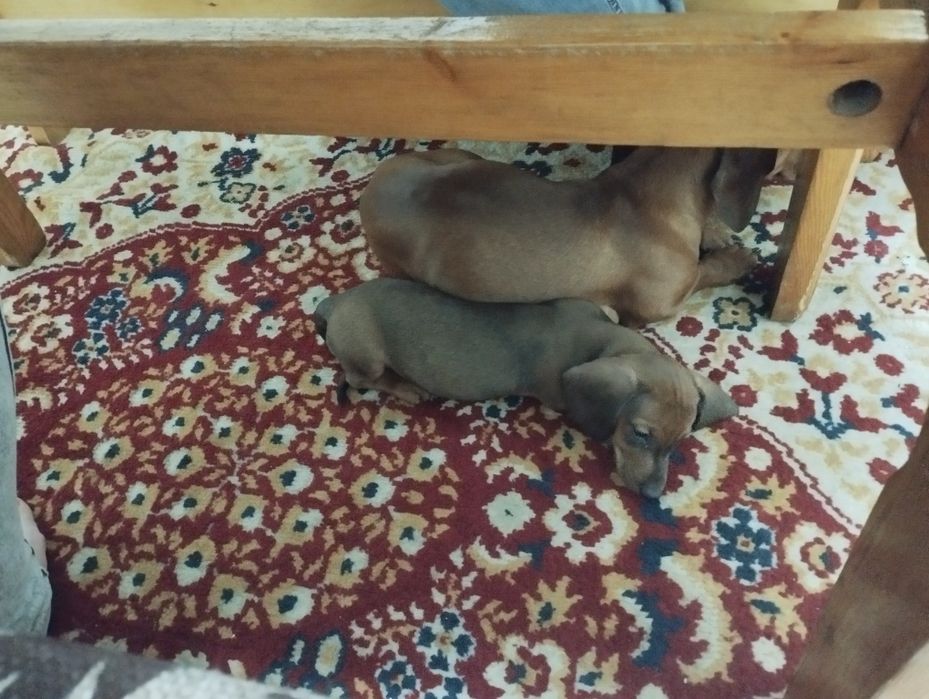 Продаю щенка таксы.Возраст 2 месяца,чистакровная