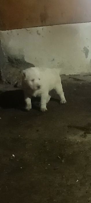 Продам щенков алабая