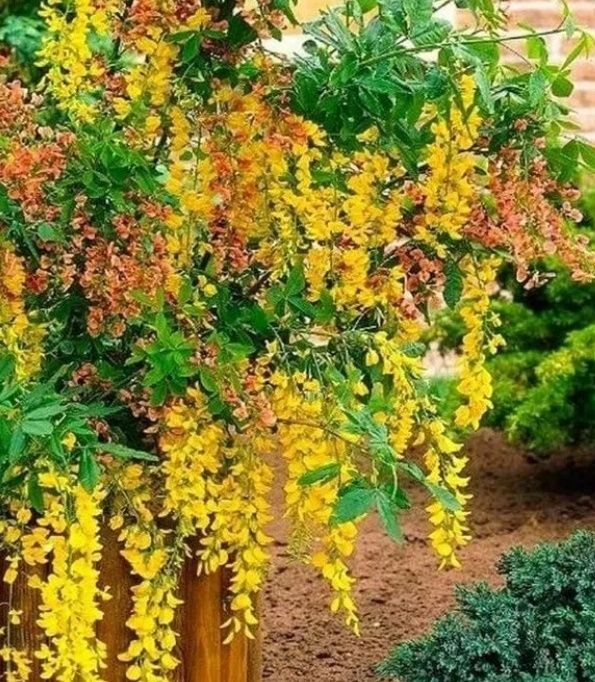 Salcamul Lui Adam Bicolor ( 2 CULORI )