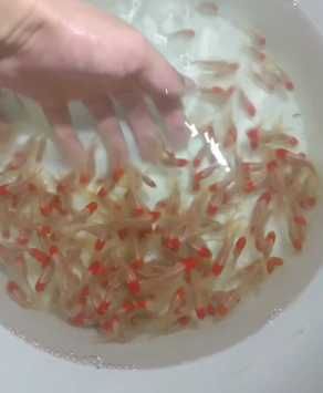 Продаются телескопы и оранды