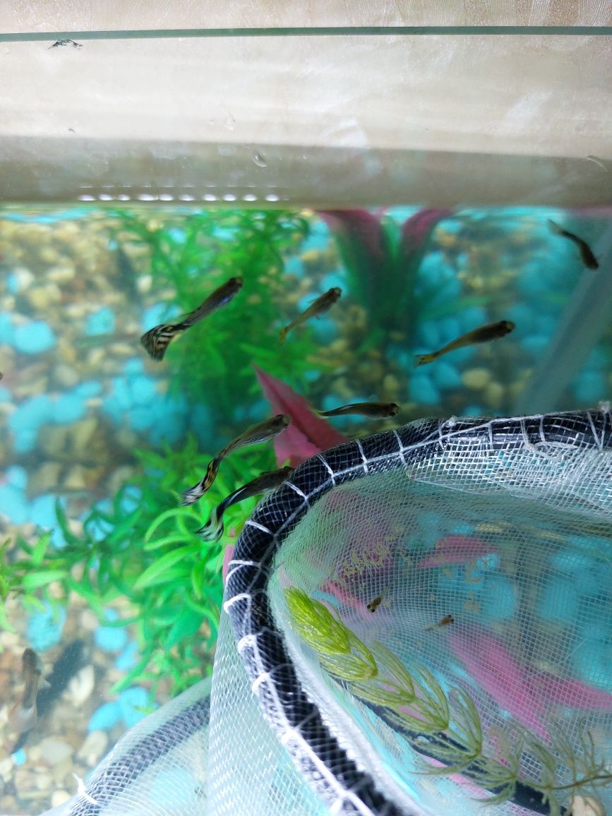 Гуппи рыбки аквариумные леопардывие