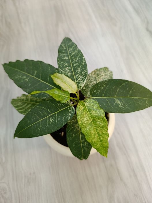 Продам Фикус Альтиссима Нью Клон