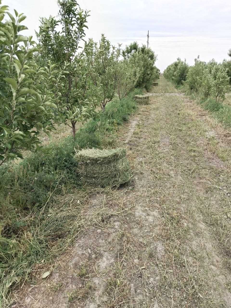 Беда пресс сотилади