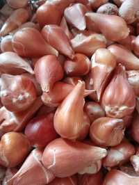 Луковицы тюльпаны по 50тг оптом продаем голландский