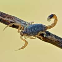 Дезинфекция скорпион змея ящерица клопа таракан