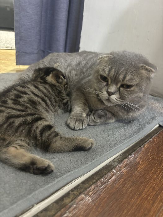 Кошка с котенком