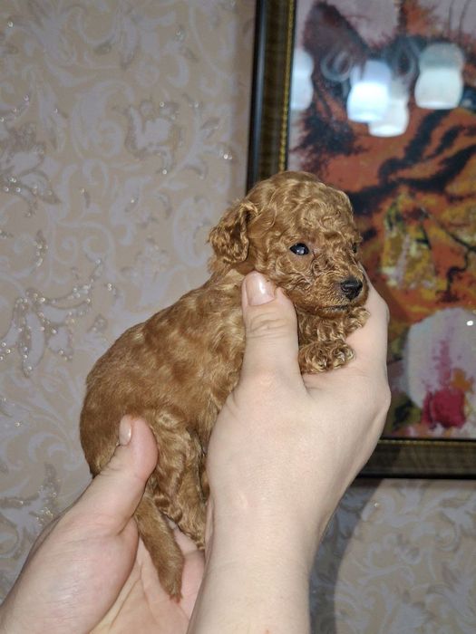 Карликовый пудель