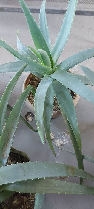 Алоэ 4-5 жылдыктар