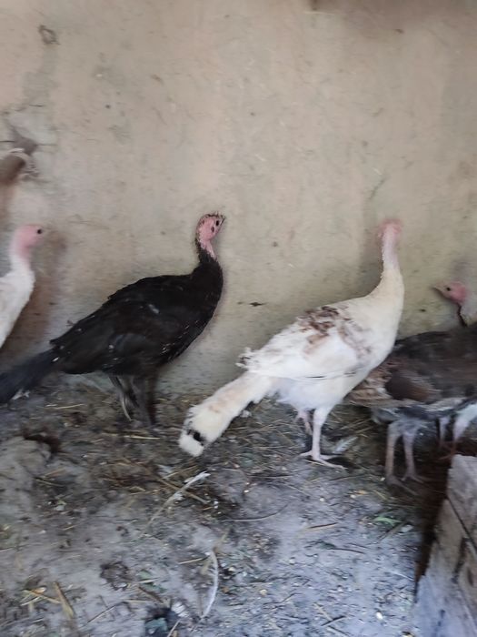 Kurkalar sotiladi