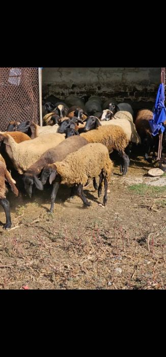 Продавам черноглави овце