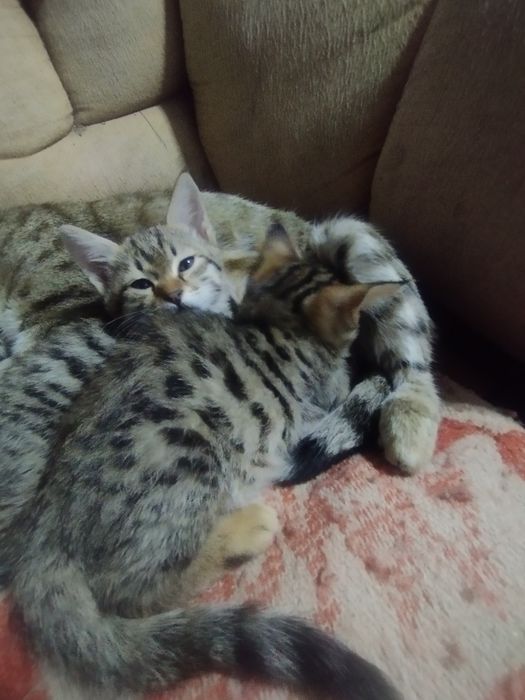 Отдам котят в даром хороший людям заботливым хорошо кушает и пьет