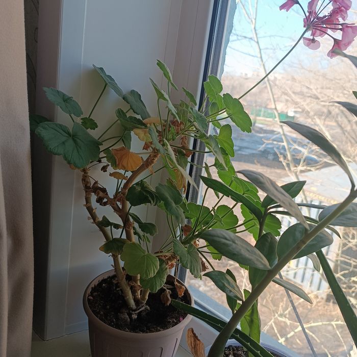 Герань пеларгония