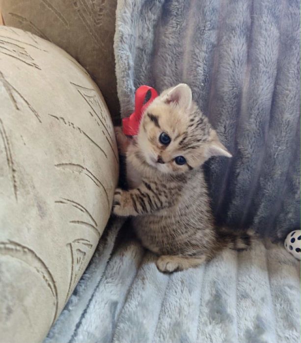 British shorthair mascul