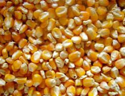 Vand porumb boabe productie 2025