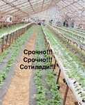 СРОЧНО! СРОЧНО! 20сотик енида 10 сотик ер ва 3хонаси баняси ва кухняси