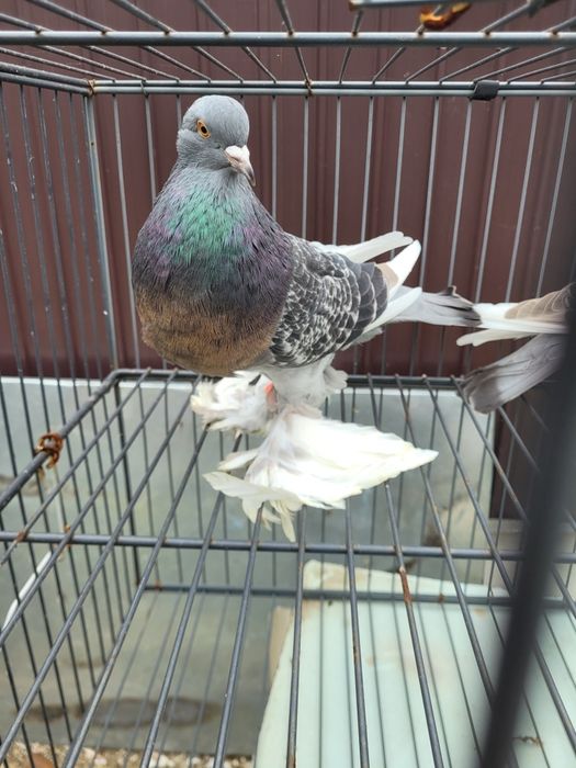 Schimb cocos rasa Sebright și femele Gusat de Pomerania cu masculi