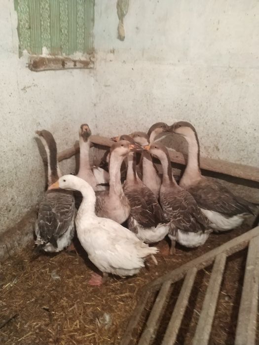 Гуси 4 месяца. G'oozlar 4 oy