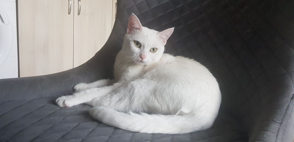 Котка женска на 2г.