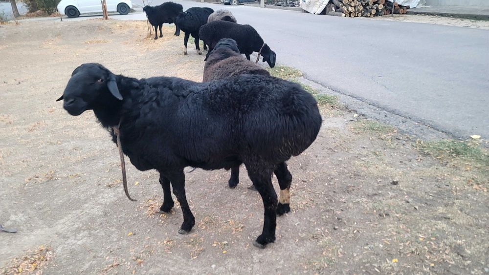 Qo'ylar sotiladi      продаётся домашние бараны