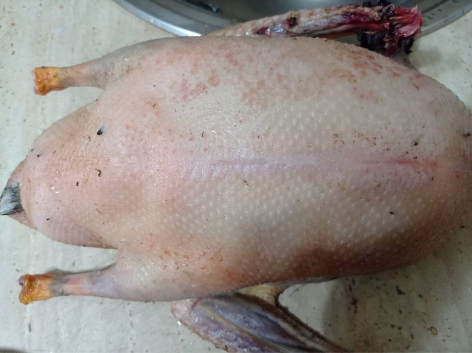 Продажа Диких гусей