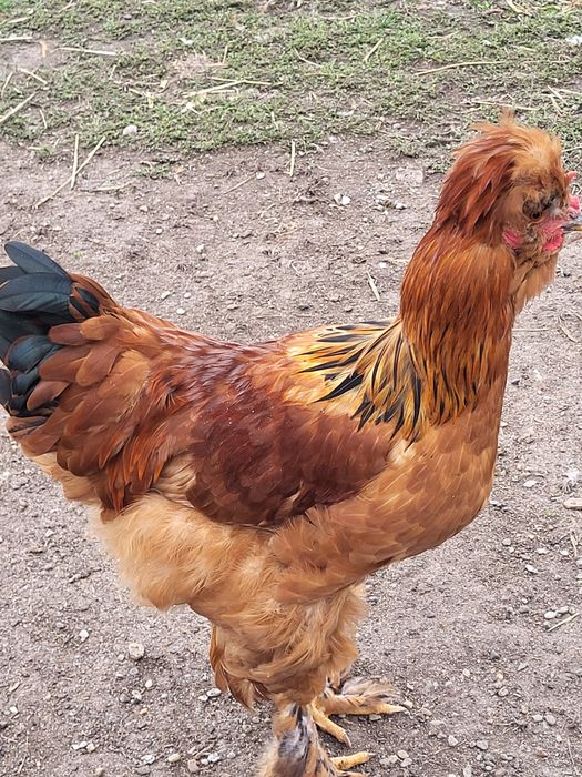 Cocoșei  de rasă