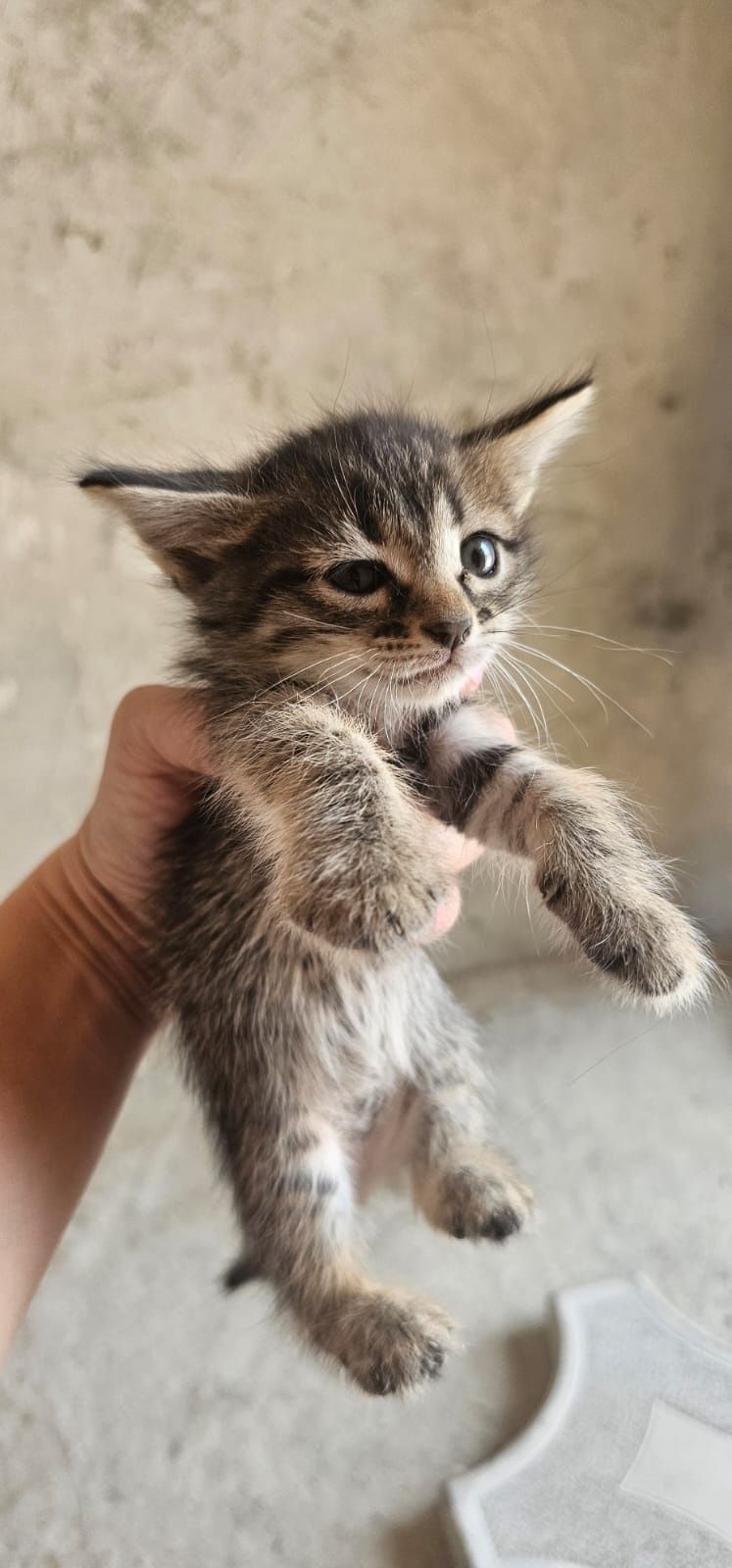 Котята только в добрые руки